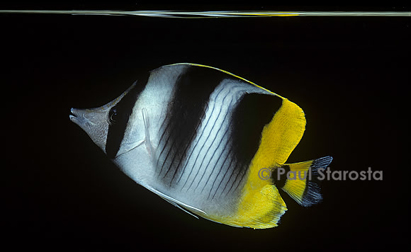 Chaetodon ulietensis (poisson-papillon)