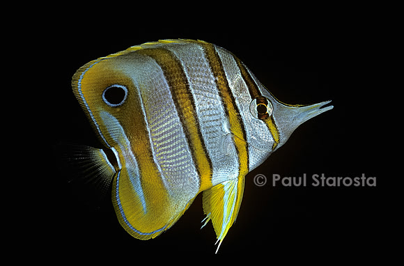 Chelmon rostratus (poisson-papillon)
