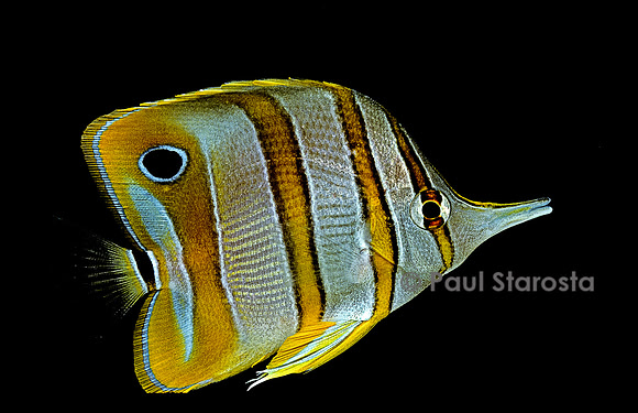 Chelmon rostratus (poisson-papillon)