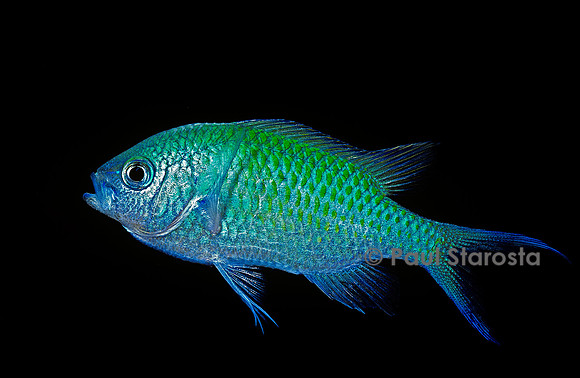 Chromis viridis