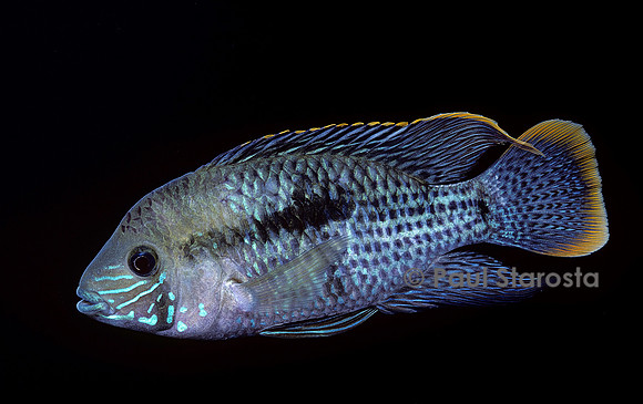 Cichlidés