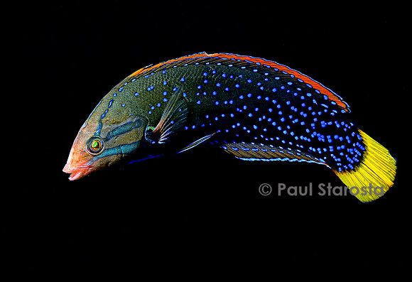 Coris gaimard africana