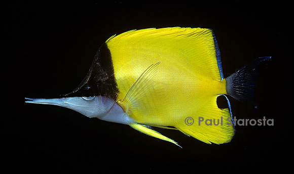 Forcipiger longirostris (poisson-pincette à long bec)
