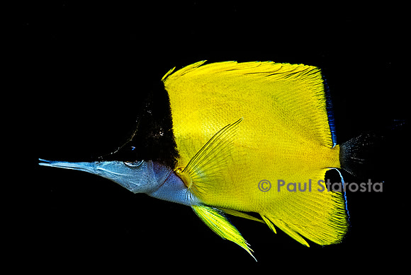 Forcipiger longirostris (poisson-pincette à long bec)