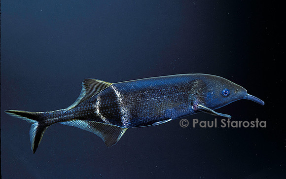 Gnathonemus petersii (poisson-éléphant)