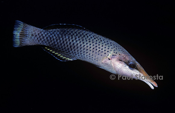 Gomphosus varius