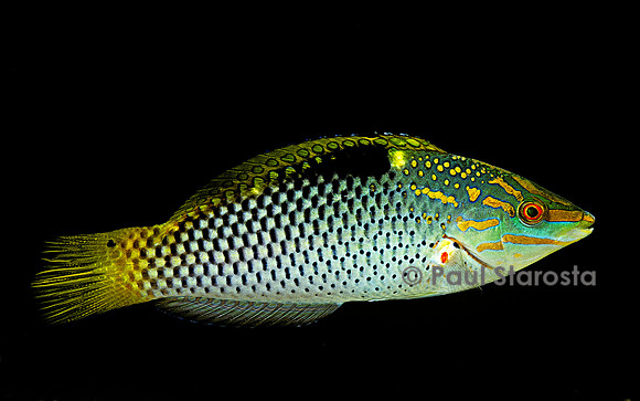 Halichoeres hortulanus