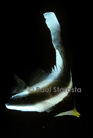 Heniochus chrysostomus