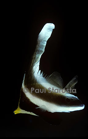 Heniochus chrysostomus