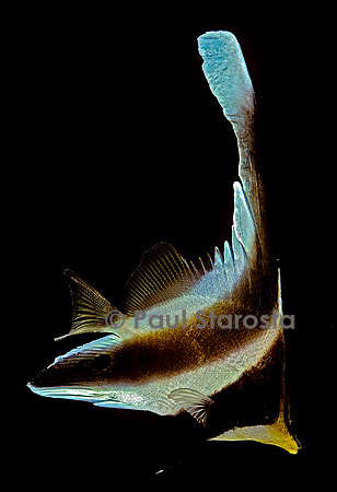 Heniochus chrysostomus