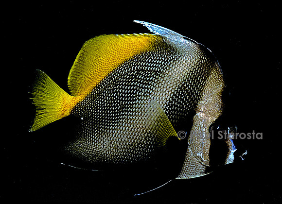 Heniochus monoceros
