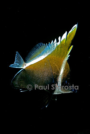 Heniochus varius