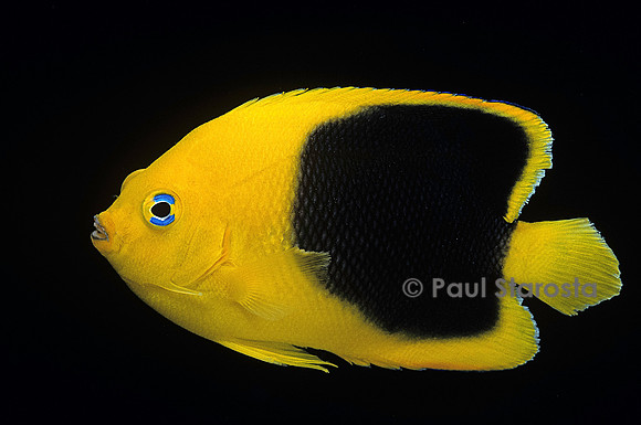 Holacanthus tricolor (poisson-ange tricolore)