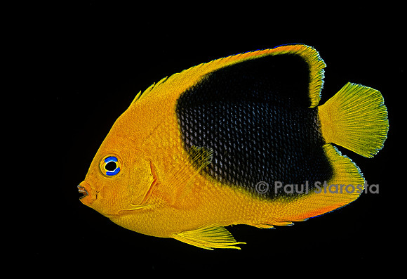 Holacanthus tricolor (poisson-ange tricolore)