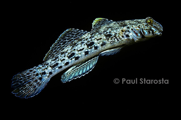 Istigobius ornatus