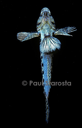 Istigobius ornatus