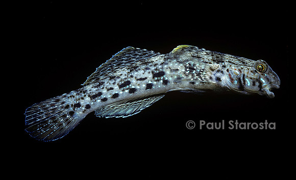 Istigobius ornatus