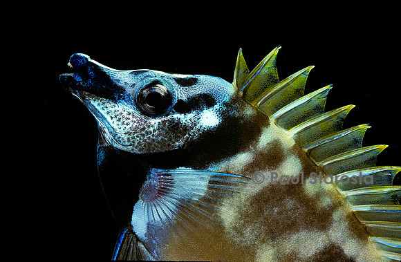 Siganus (Lo) vulpinus