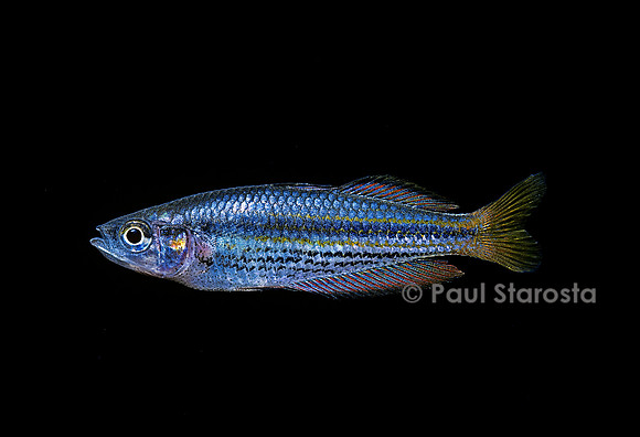 Melanotaenia nigrans
