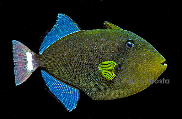 Melichthys vidua