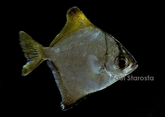 Monodactylus argenteus