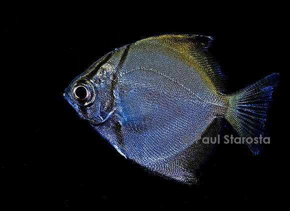 Monodactylus argenteus