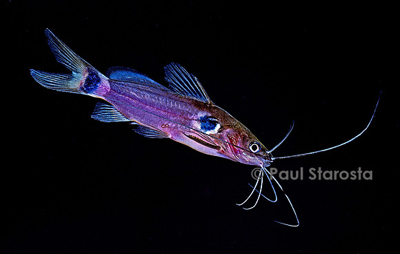 Mystus nigriceps