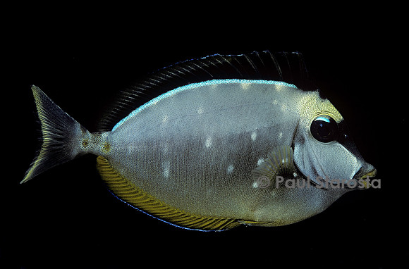 Naso lituratus (chirurgien)