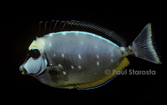 Naso lituratus (chirurgien)