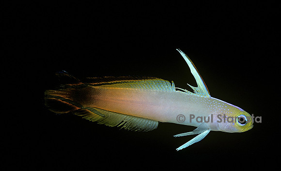 Nemateleotris magnifica (poisson fléchette)
