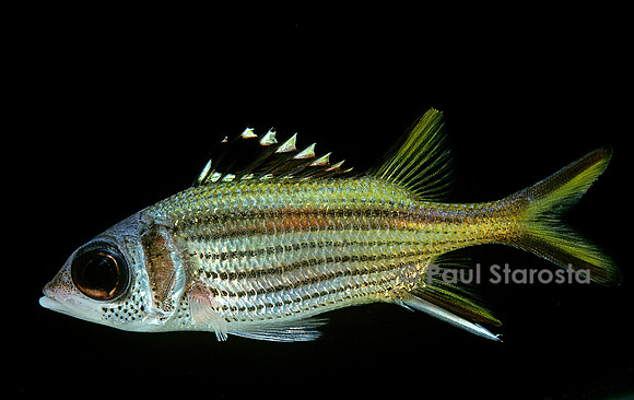 Neoniphon sammara