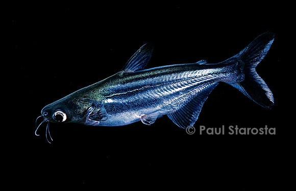 Pangasianodon hypophthalmus