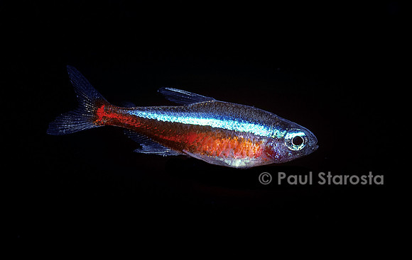 Paracheirodon axelrodi (tetra cardinal)