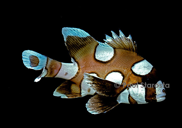 Plectorhinchus chaetodonoides - juvénile