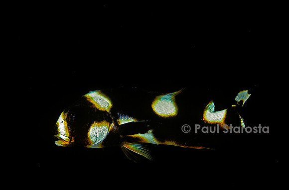 Plectorhinchus picus