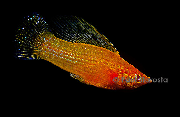 Poecilia latipinna (molly voile)