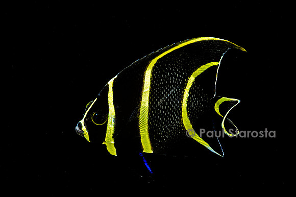 Pomacanthus paru (poisson-ange) - juvénile