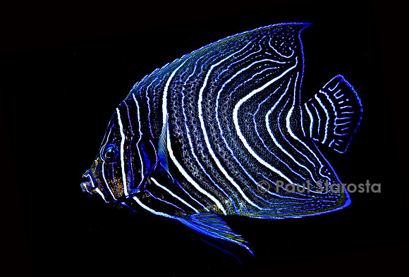 Pomacanthus semicirculatus (poisson-ange) - juvénile