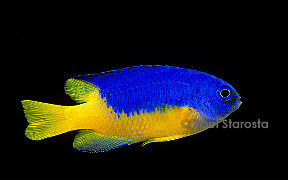 Pomacentrus coelestis
