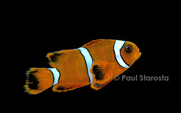 Premnas biaculeatus (poisson-clown épineux)