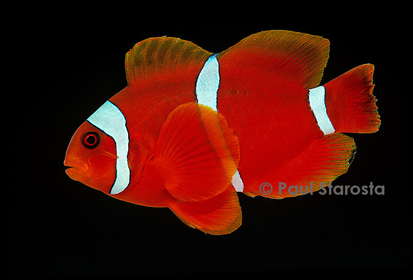 Premnas biaculeatus (poisson-clown épineux)