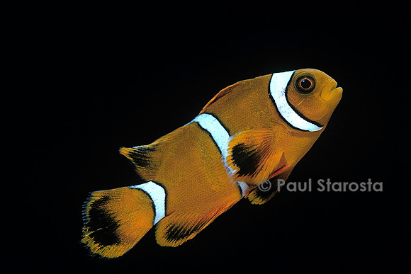 Premnas biaculeatus (poisson-clown épineux)