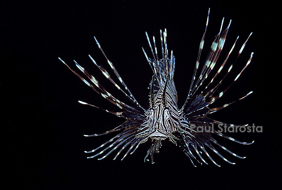 Pterois volitans