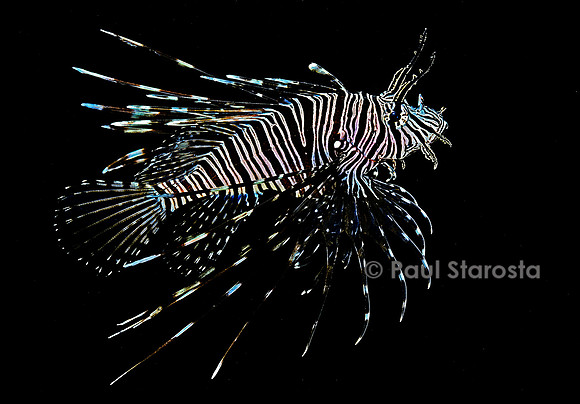 Pterois volitans