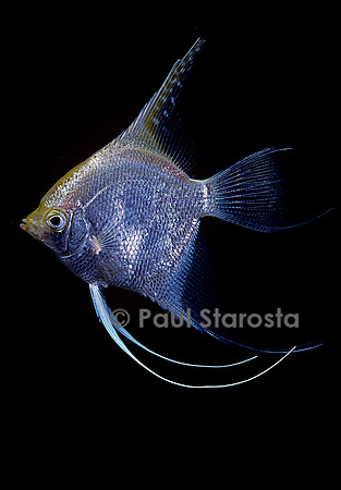Pterophyllum scalare (scalaire)