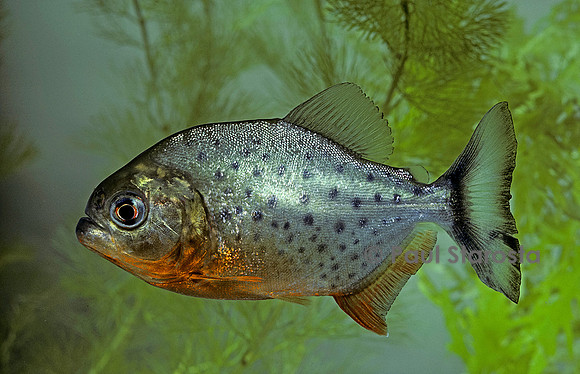 Pygocentrus nattereri (piranha à ventre rouge)