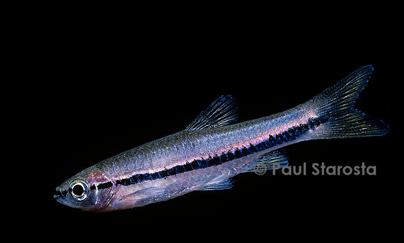 Rasbora einthovenii