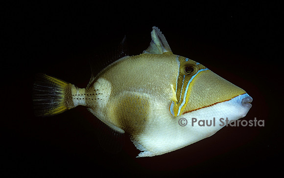 Rhinecanthus verrucosus (baliste)