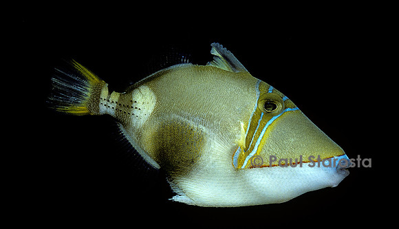 Rhinecanthus verrucosus (baliste)