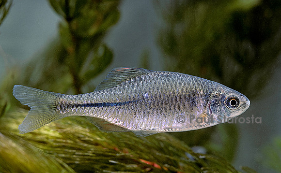 Rhodeus sericeus (bouvière)